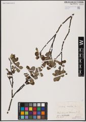 Foto von Salix aurita L.